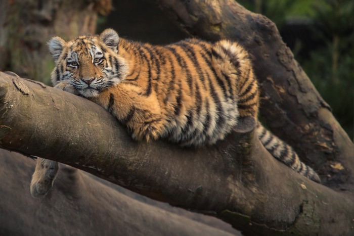 Tiger cub resting on a tree branch