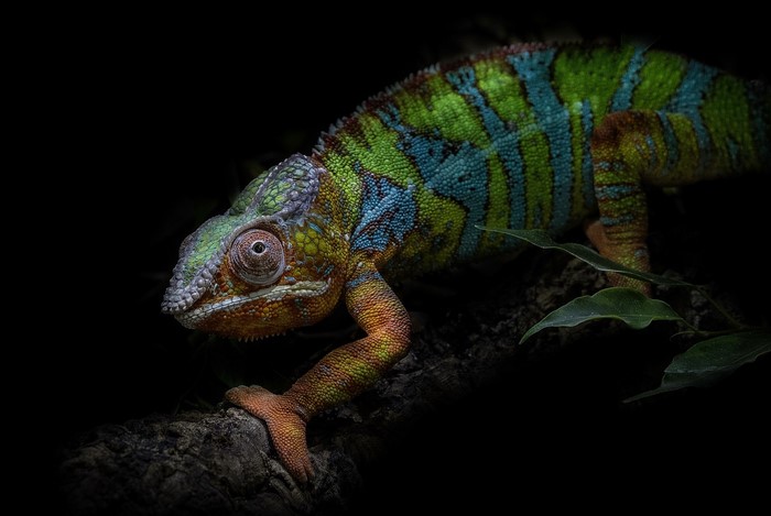 Colorful chameleon on a branch in dark background