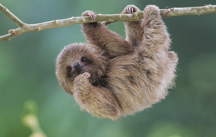 A sloth hangs from a branch