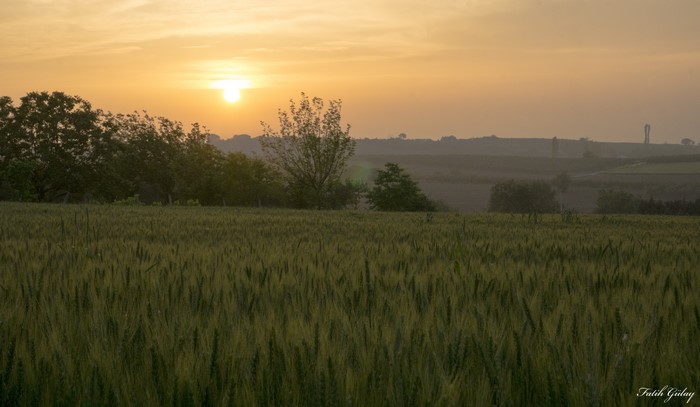 Wheat field at sunset