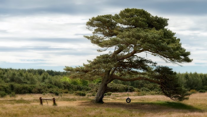 Large pine tree with tire swing in a grassy field