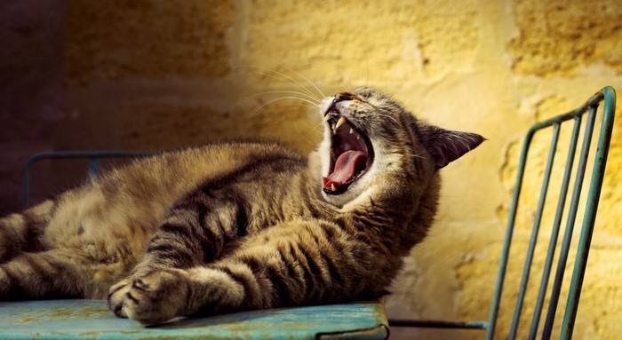 Cat yawning on a chair