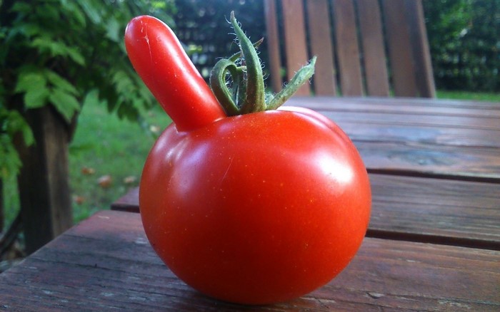 A strangely shaped red tomato with a long protrusion