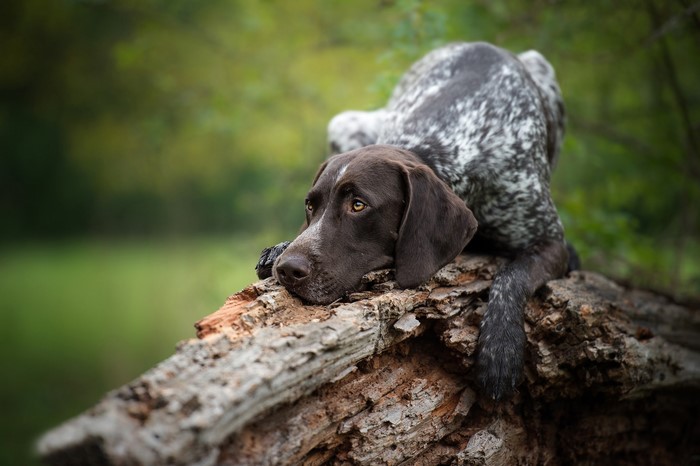 German Shorthaired Pointer dog resting on a log