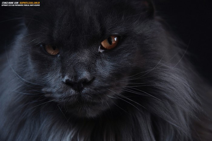 Close-up of a black Maine Coon cat's face