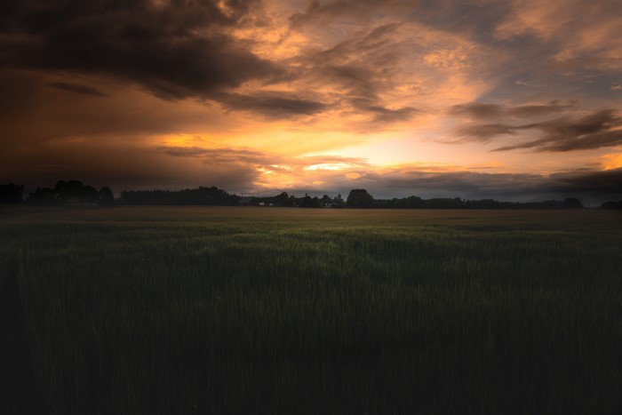 4K Landscape Field Sunset