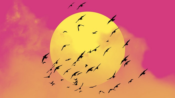 Silhouette of birds flying in front of a large yellow sun with pink and orange clouds.