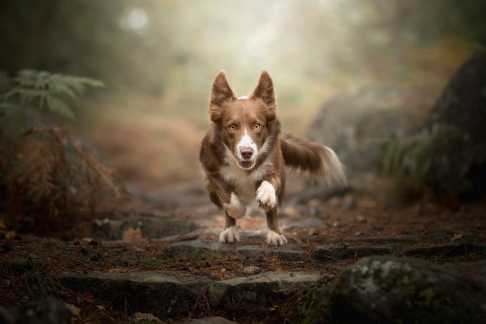 Brown dog running on a forest path