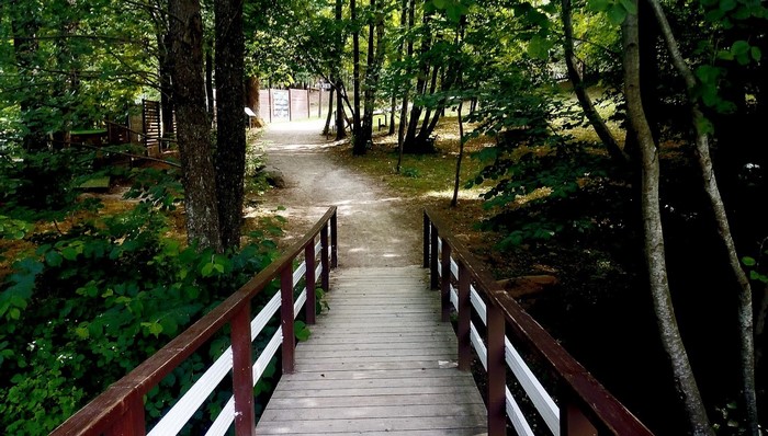 Wooden bridge over a path in a forest