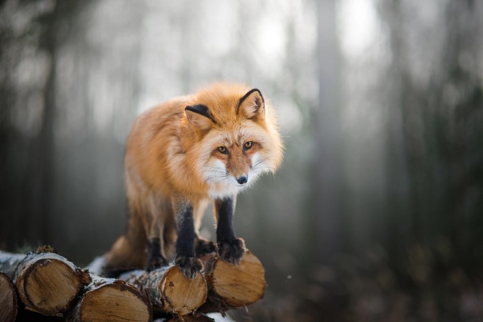 Red fox standing on logs in a forest