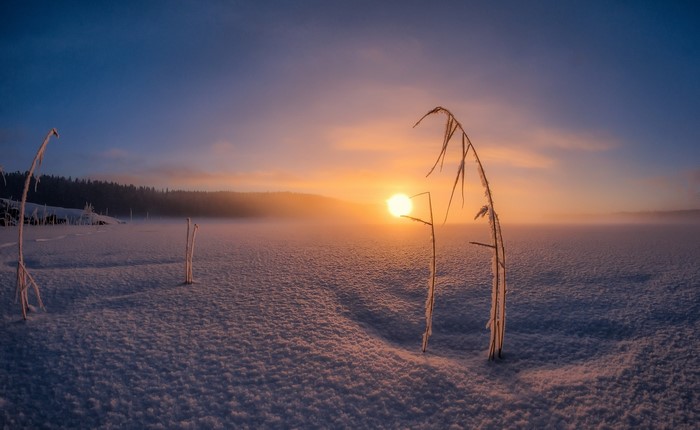 Winter sunrise over a snowy landscape with frosted reeds