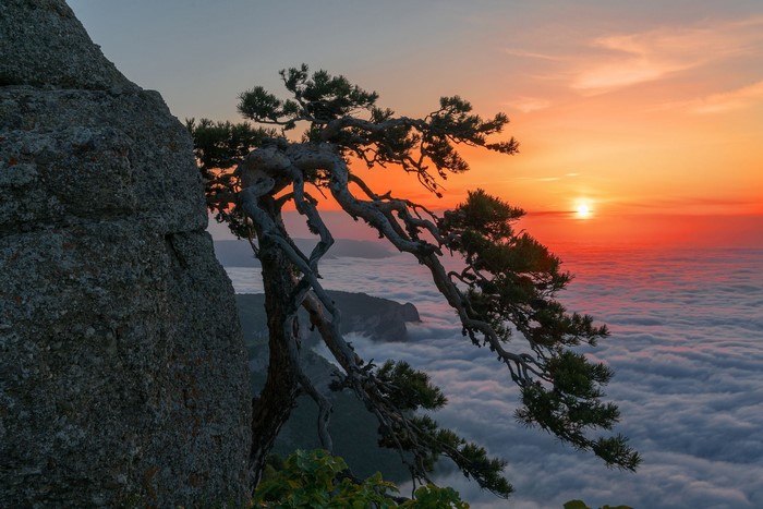 Pine tree on a cliff at sunset over clouds