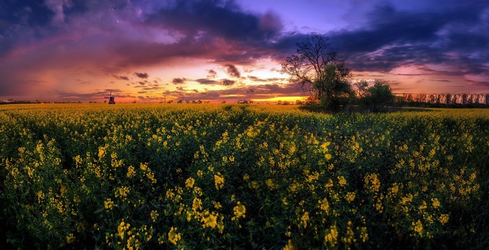 Field of yellow flowers at sunset with windmill