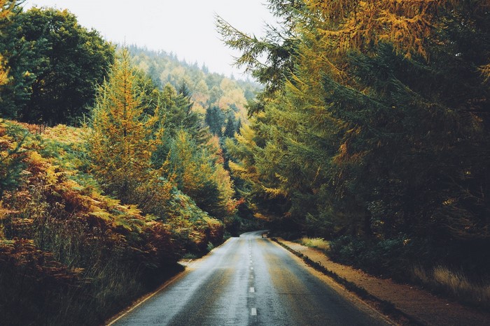 A wet road winds through a forest in autumn