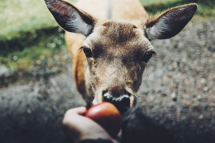Deer eating an apple from a hand