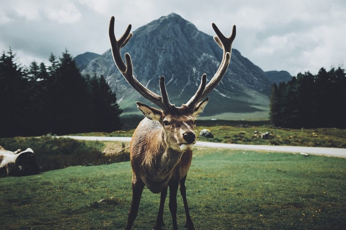 Deer with large antlers in a mountainous landscape