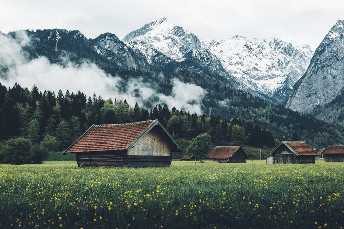 Wooden cabins in a field of yellow flowers with snowy mountains
