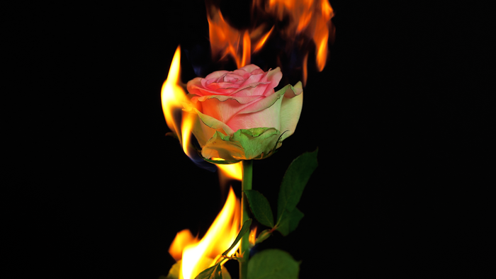 4K Rose on Fire