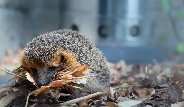Hedgehog hiding in fallen leaves