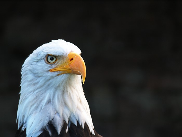 Bald eagle head with dark background