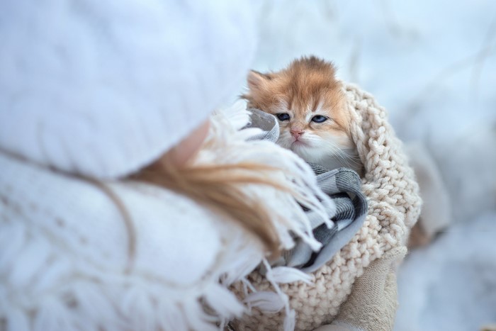 A fluffy kitten wrapped in a blanket