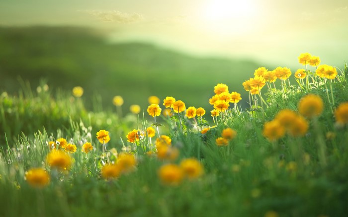 Field of yellow flowers in green grass with sunlight