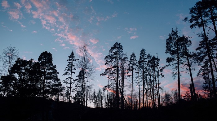Silhouetted trees against a sunset sky in Karelia, Russia