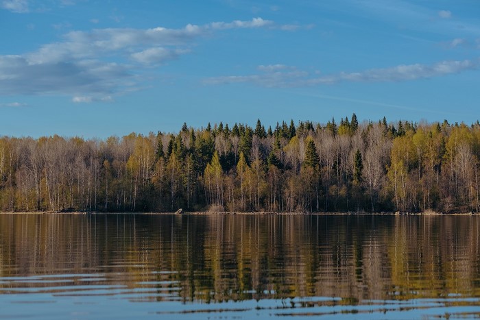 Forest reflected in a lake under a blue sky