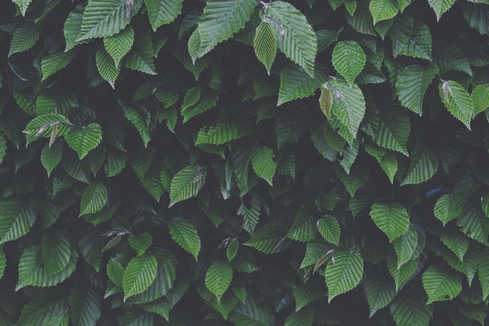 Green leaves of a dense bush