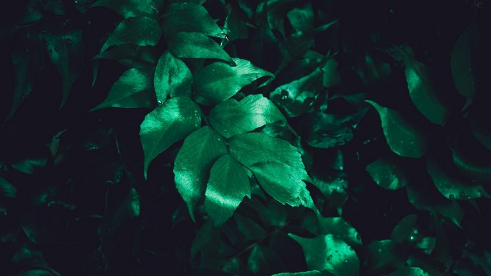 Dark green leaves with water droplets