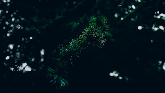 Close-up of green pine needles on a dark background