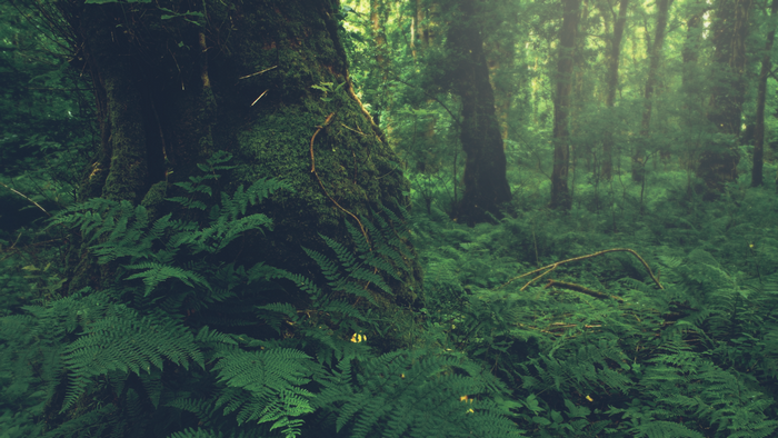 Ferns and moss on a tree in a misty forest
