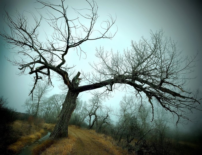 Bare trees in a foggy landscape