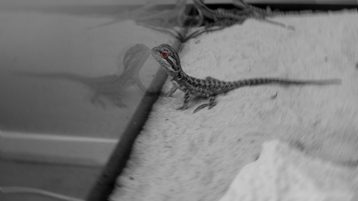 Bearded Dragon with red eyes on sand