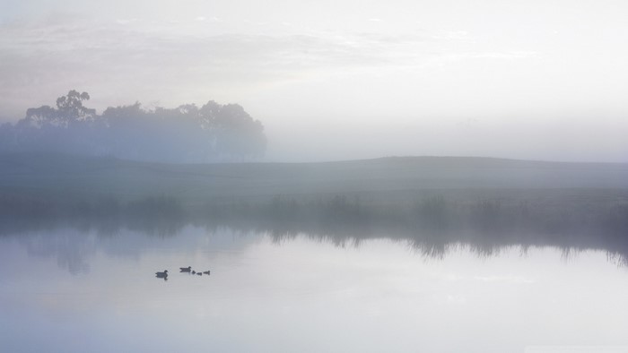 Ducks swimming in a misty lake at dawn