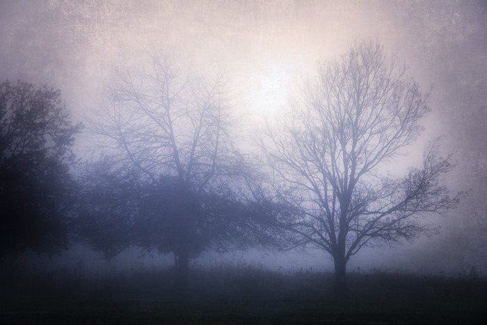 Misty forest with bare trees