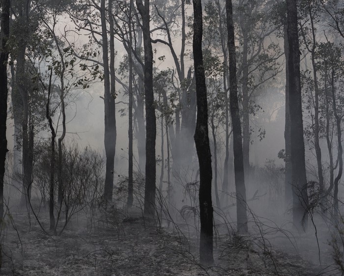 Forest with smoke and trees