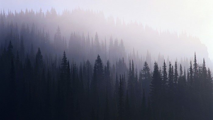 Misty forest with tall evergreen trees