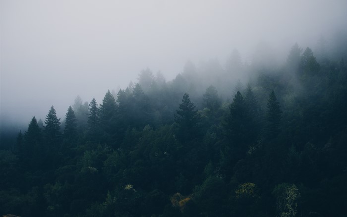 Misty forest landscape with spruce trees