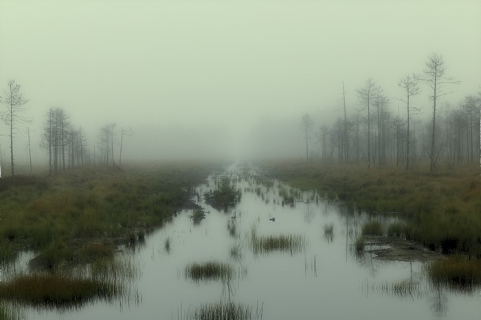4K mist over swamp with trees