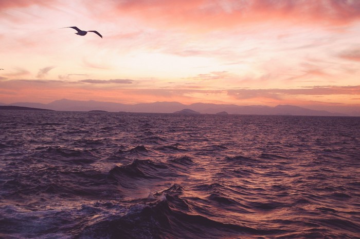 Seagull flying over wavy sea at sunset