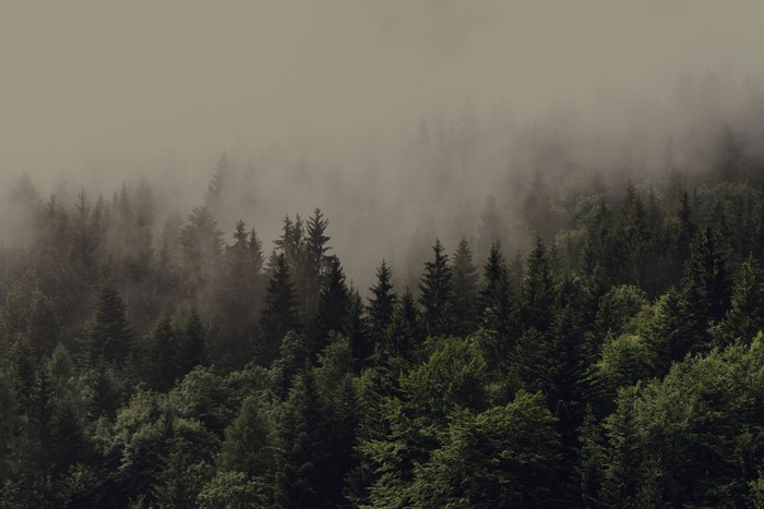 Misty forest with spruce trees