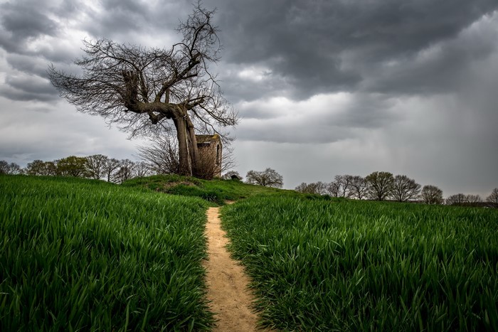 A dirt path through a grassy field towards a lone tree and structure under an overcast sky.