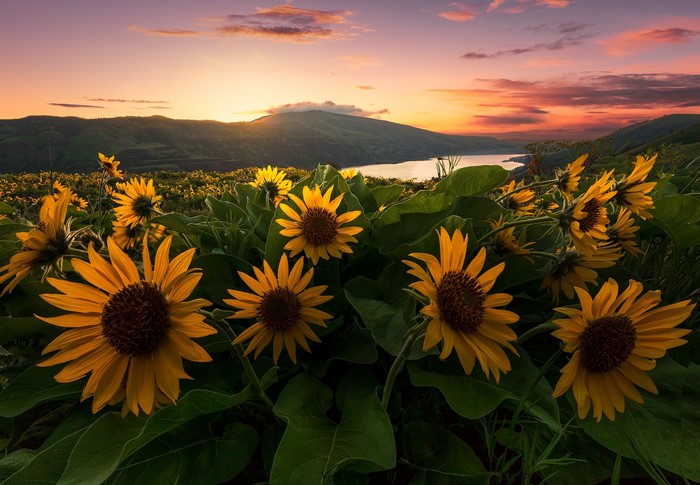 Field of sunflowers at sunset by a lake
