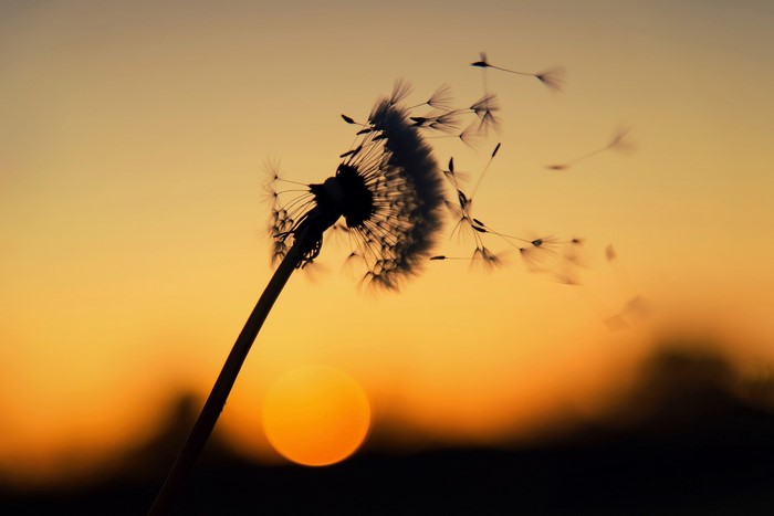Dandelion seeds blowing in the sunset