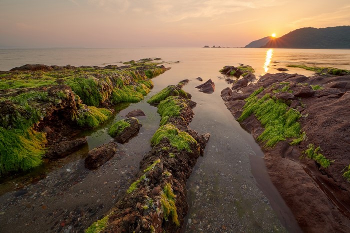 Rocky coastline with green algae at sunset