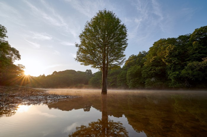 Tree reflected in misty lake at sunrise