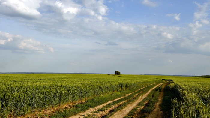 Dirt road through a green field with a lone tree