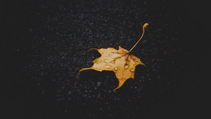 Yellow maple leaf with water drops on dark ground