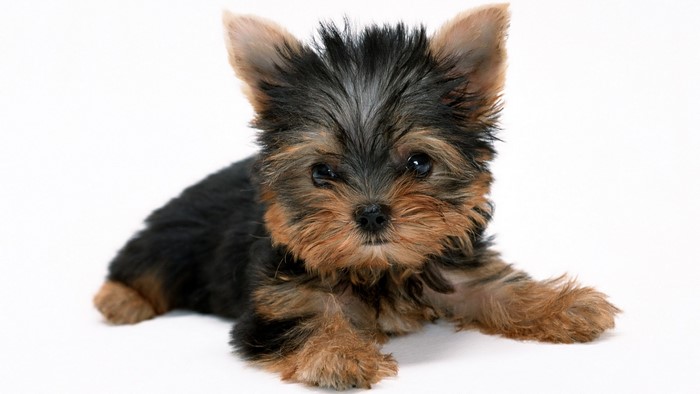 Yorkshire Terrier puppy lying down